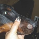 Ringworm on dog's nose